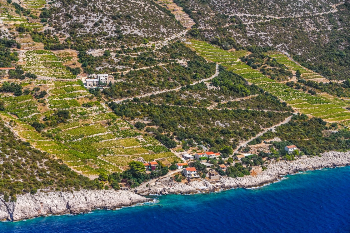 Famous Croatian vineyards with Dingac grapes. Cultivated only on this small part of Peljesac peninsula near the sea in Dubrovnik archipelago.